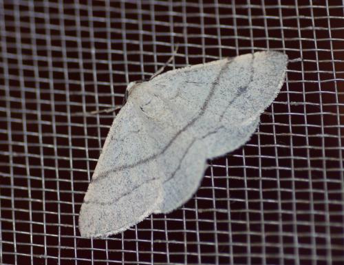 Réf. 191 782 : Adactylotis gesticularia